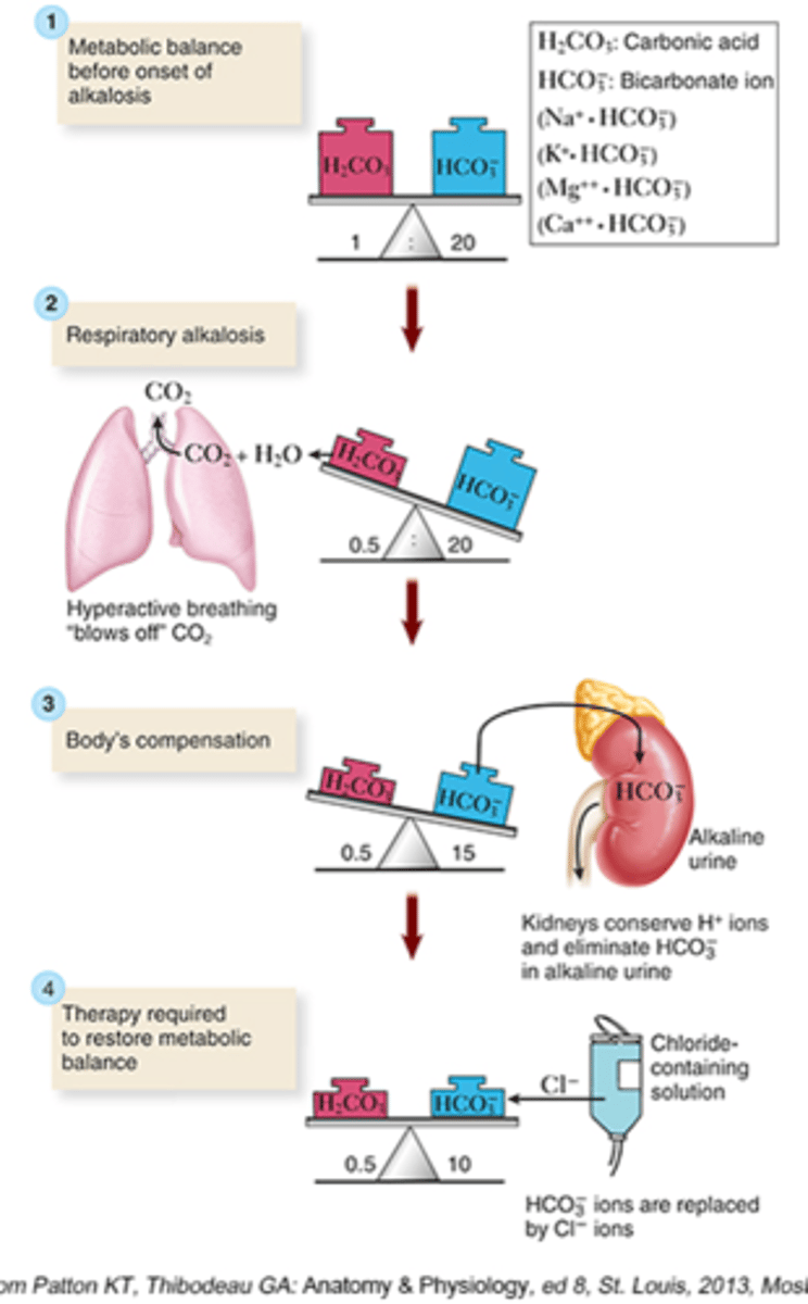 <p>Expelling too much CO2 d/t tachypnea</p><p>- CO2: Drops</p><p>- pH: Rises</p><p>How do the kidneys compensate?</p><p>- Increase elimination of bicarb</p><p>- Hold on to hydrogen ions</p><p>- Causes protein to bind with calcium</p><p>- Can cause hypocalcemia and hypokalemia</p><p>- Headache, tingling, dizziness</p>