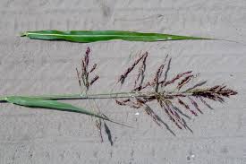 <p>Johnson grass</p>