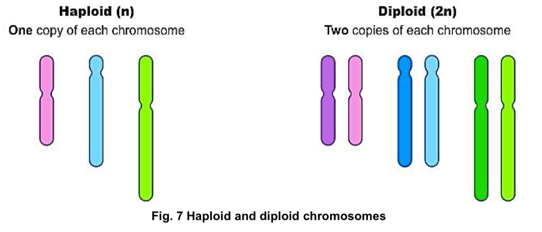 <p>haploid → describes nucleus/cell/organism that contains 1 complete set of chromosomes. gametes are usually haploid</p><p>diploid → describes nucleus/cell/organism with 2 complete sets of chromosomes, where each chromosome in the pair comes from either parent. most eukaryotic organisms exist in diploid condition. somatic cells are diploid eg human liver cell, skin cell</p><p></p>