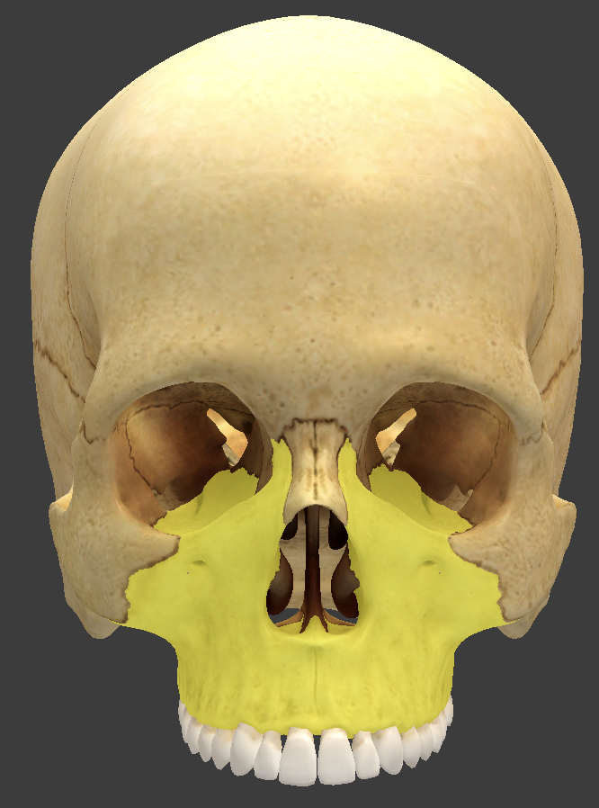 <p>form the upper jaw and meet at the intermaxillary suture</p>