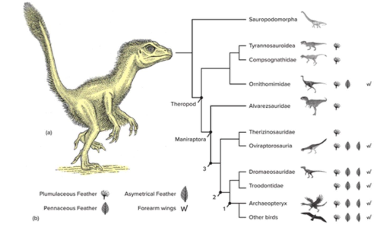 <p>No. Evolved rudimentary feathers from Dinosaur --&gt; Sinosauropteryx</p>