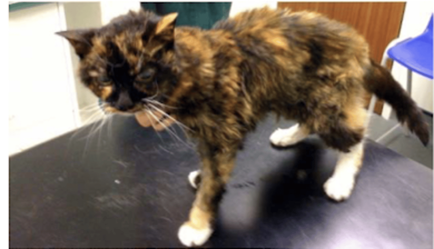 <p>SI, es la enfermedad endocrina más frecuente en gatos.</p>