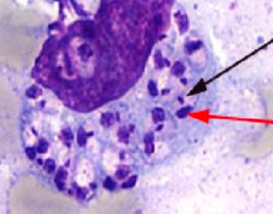 <p>What morphologic state of a leishmania is this?</p>