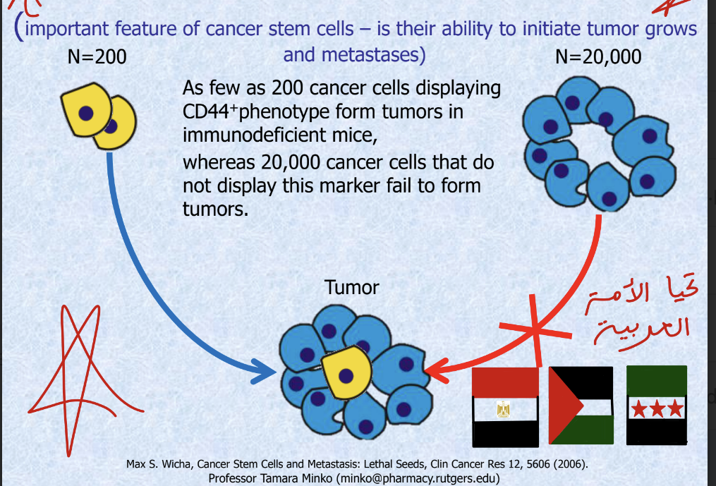 <ul><li><p>important feature of cancer stem cells = <strong>ability to initiate tumor grows and metastases</strong></p></li><li><p>as few as 200 cancer cells displaying CD44+ phenotype form tumors in immunodeficient mice whereas 20,000 cancer that do NOT display this marker FAIL to form tumors</p></li></ul><p></p>