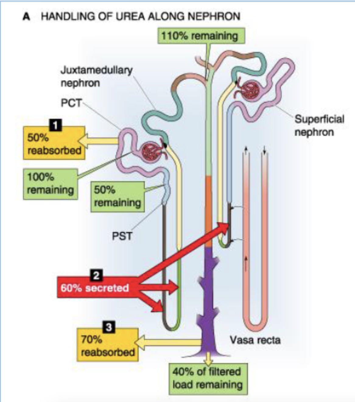 <p>50% reabsorbed (start at 100% → 50% remaining)</p>