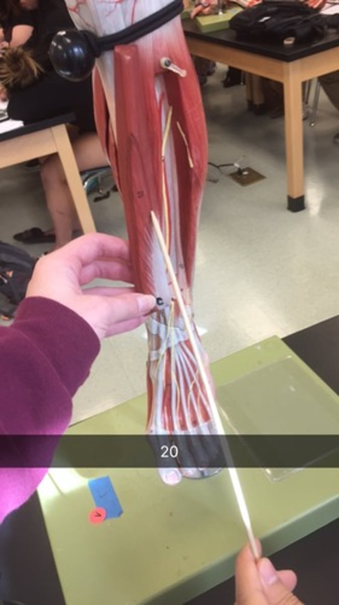 knowt flashcard image