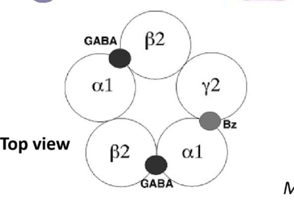 Gaba binds at the nexus at alpha 1 and beta 2 ( need 2 to bind)