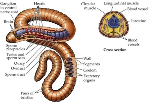 <p>Domain Eukarya</p><p>Phylum Annelida - Segmented Worms</p><p>Class - Oligochaeta</p><p>Genus: <em>Lumbricus</em> (Earthworm)</p>