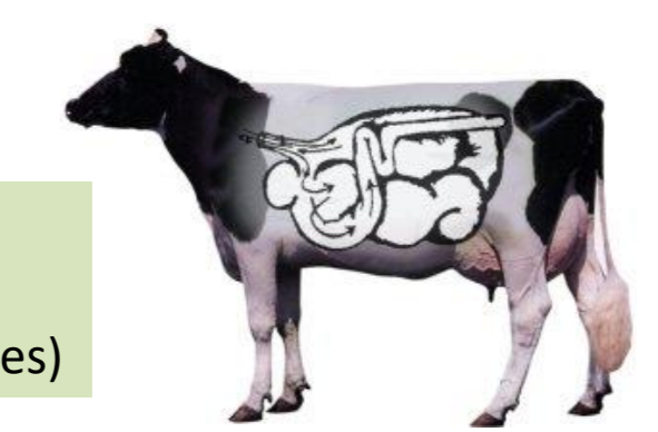 <p>obligate anaerobe, live in rumen of herbivores, no true mitochondria</p>