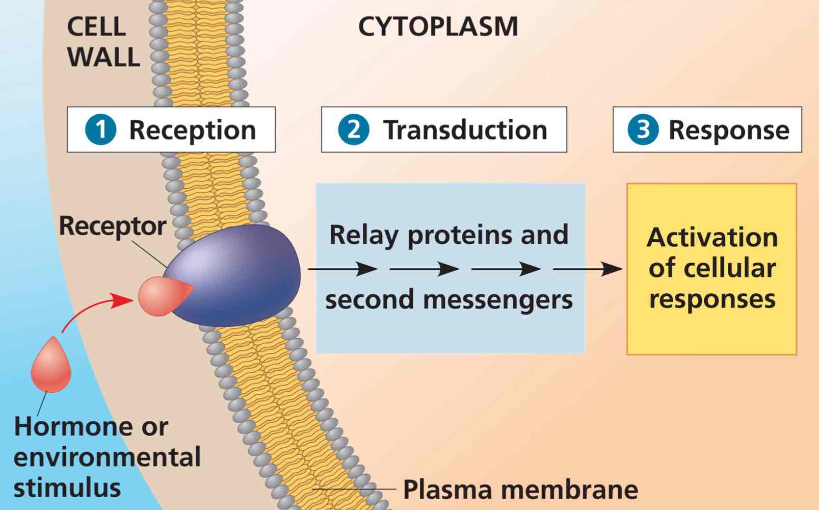 <p>Reception, transduction, then response.</p>