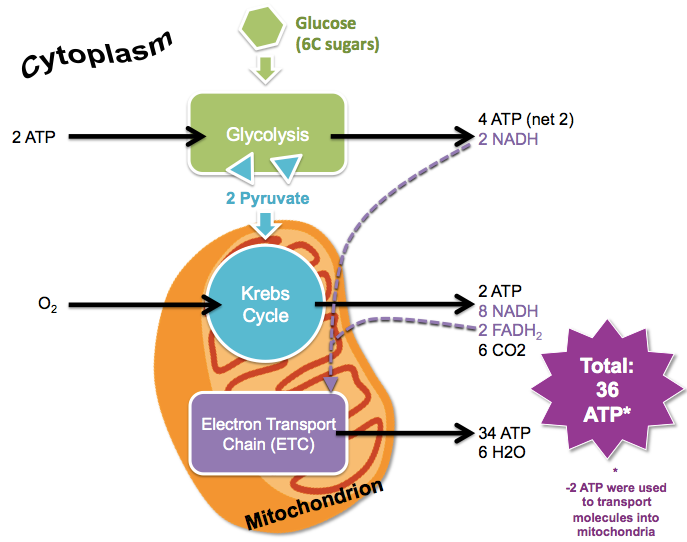 <p>aerobic cellular respiration  </p>