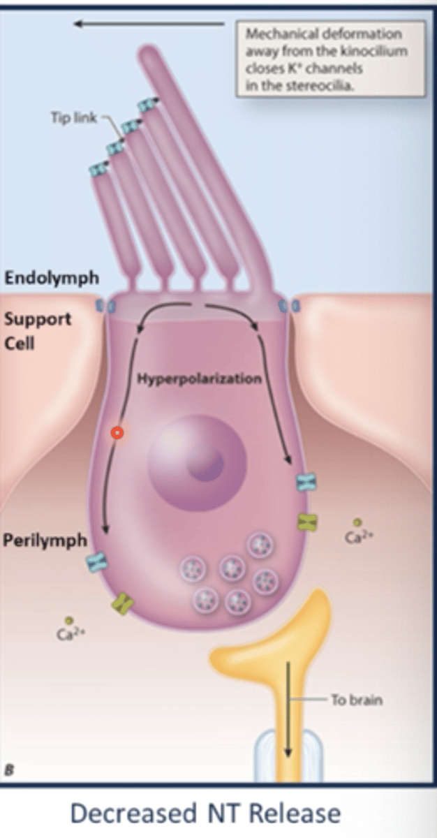<p>K+ channels will not open and the hair cell will hyperpolarize</p>