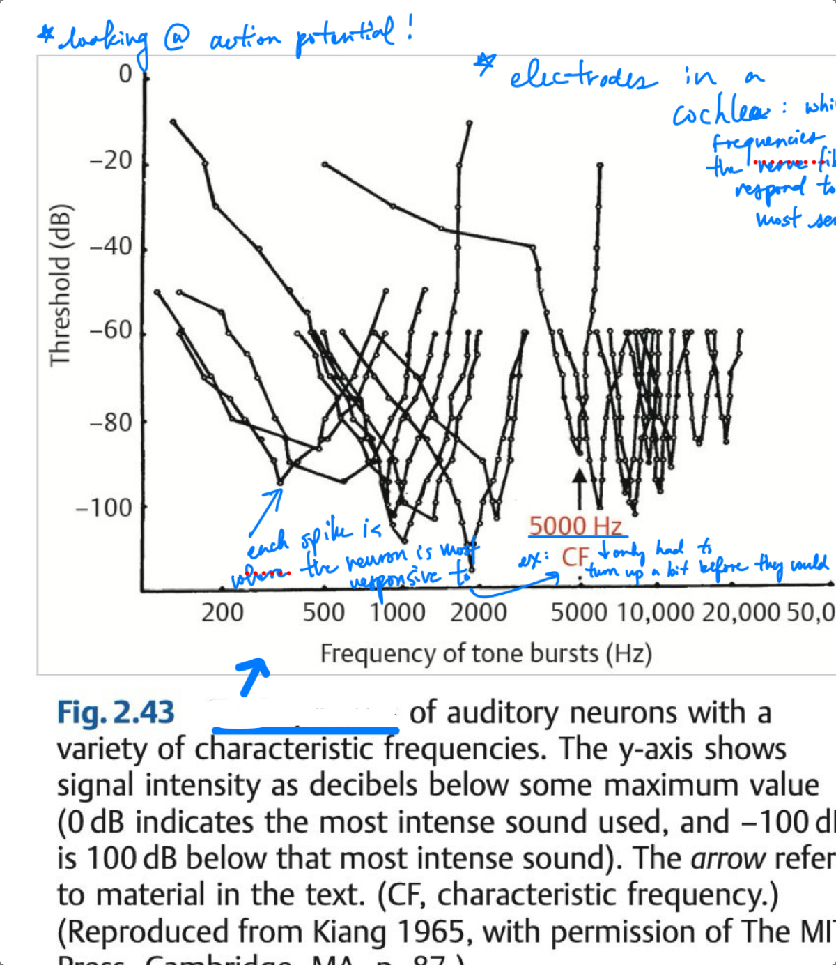 <p>hearing test for each individual nerve fiber; each curve represents a different neuron being tested </p>