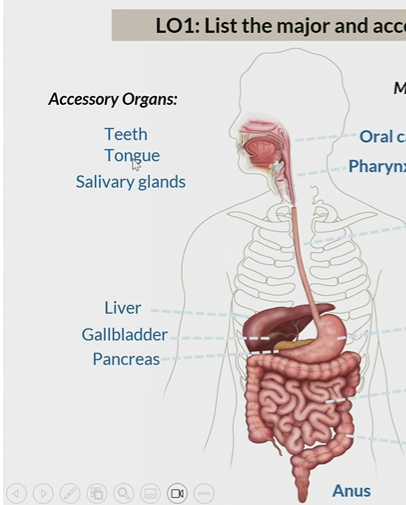<p>Teeth </p><p>tongue</p><p>salivary glands</p><p>liver</p><p>gallbladder</p><p>pancreas</p>