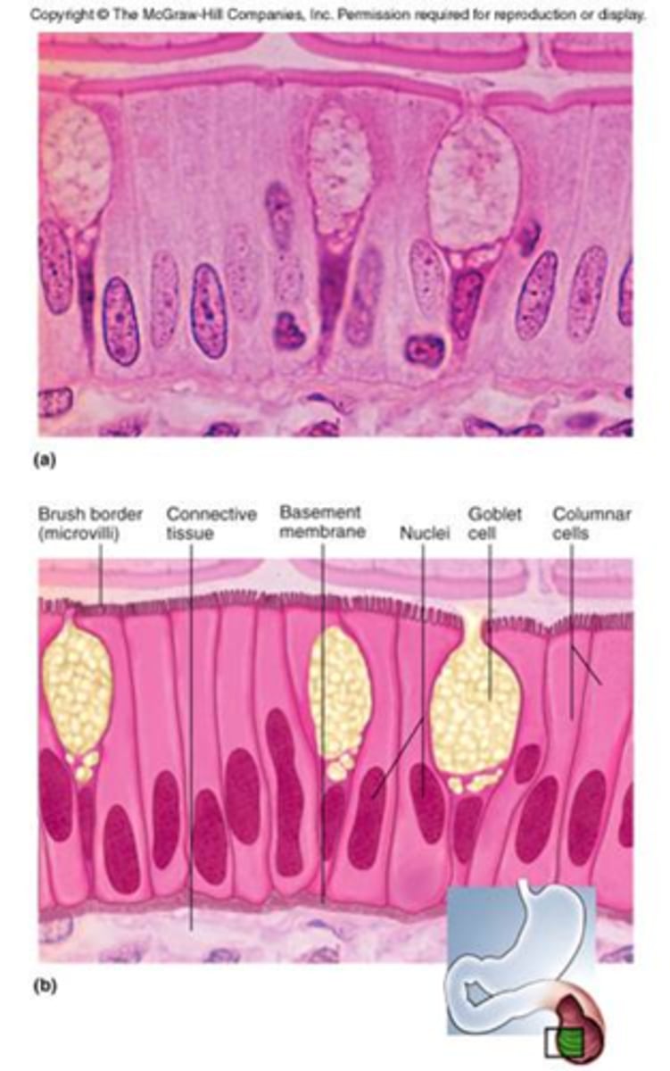 <p>A single layer of tall cells that fit closely together</p><p>Function: Absorption; secretion of mucus, enzymes, and other substances; ciliated type propels mucus (or reproductive cells).</p><p>Location: nonciliated type lines most of the digestive tract, gallbladder, and excretory ducts of some glands; ciliated variety lines small bronchi, uterine tubes, and some regions of the uterus.</p>