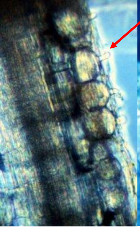 <p>obligate endoparasites</p>