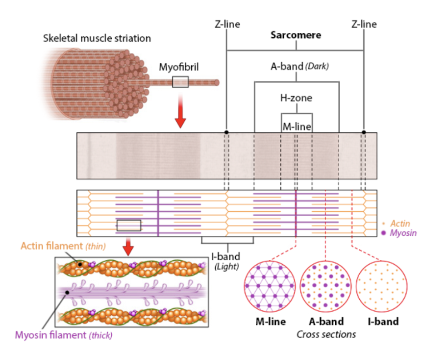 <p>the repeating structural unit of myofibrils in striated muscle; area between consecutive z-lines, consisting of a dark band in the middle and a light band on either side; smallest contracile unit of a muscle cell</p><ul><li><p>thin filaments: actin</p></li><li><p>thick filaments: myosin</p></li></ul><p><strong>sarcomeres shorten during muscle contraction due to thick and thin filaments sliding past one another</strong></p>