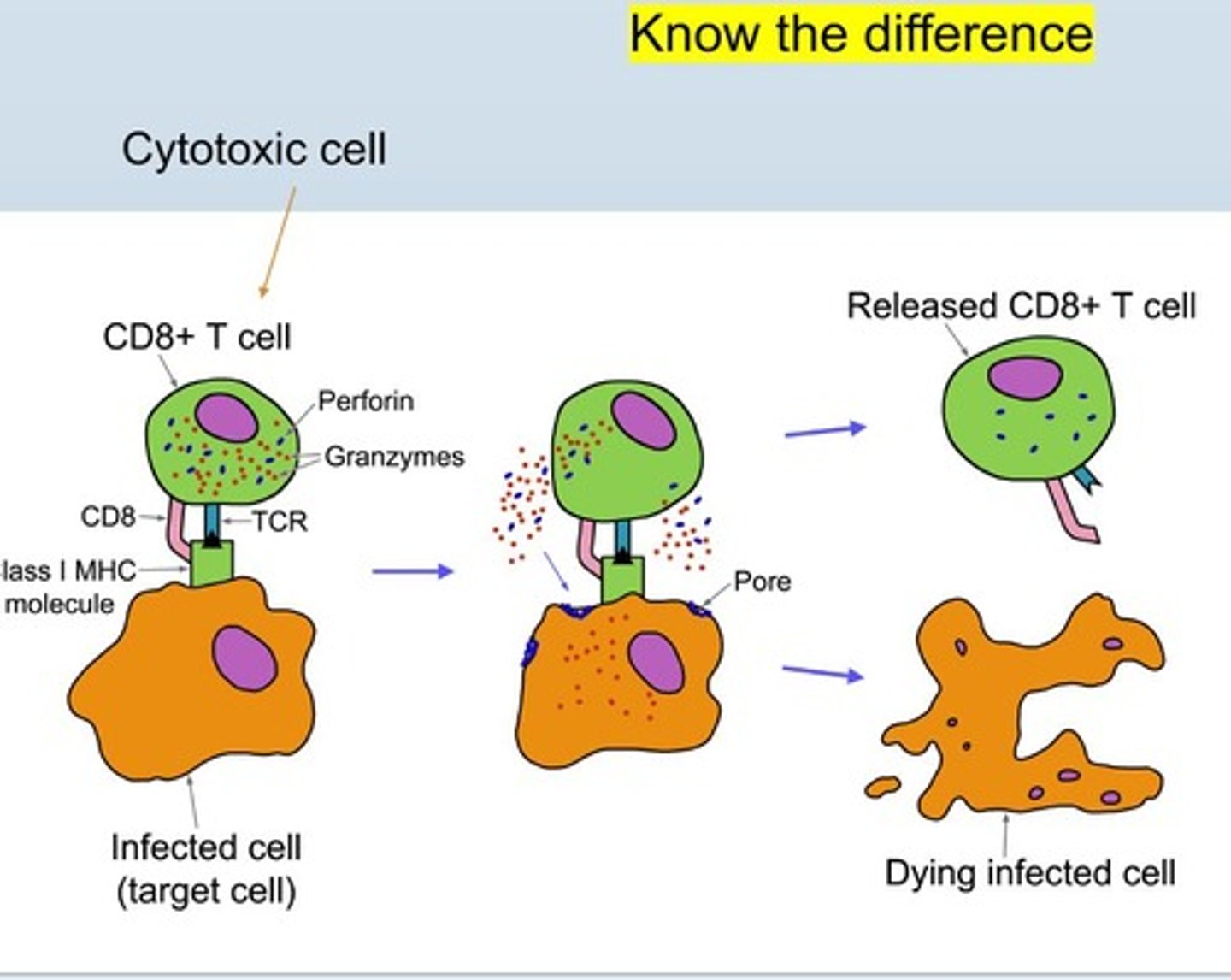 <p>T cell-mediated immune response targeting infected cells.</p>