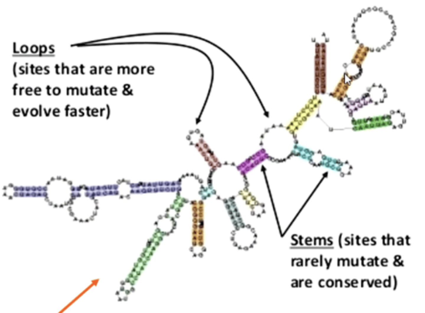 <p>Loop = inte så känslig för mutationer och därav ej konserverad<br><br>Stem = mycket känslig för mutationer och därav konserverad</p>