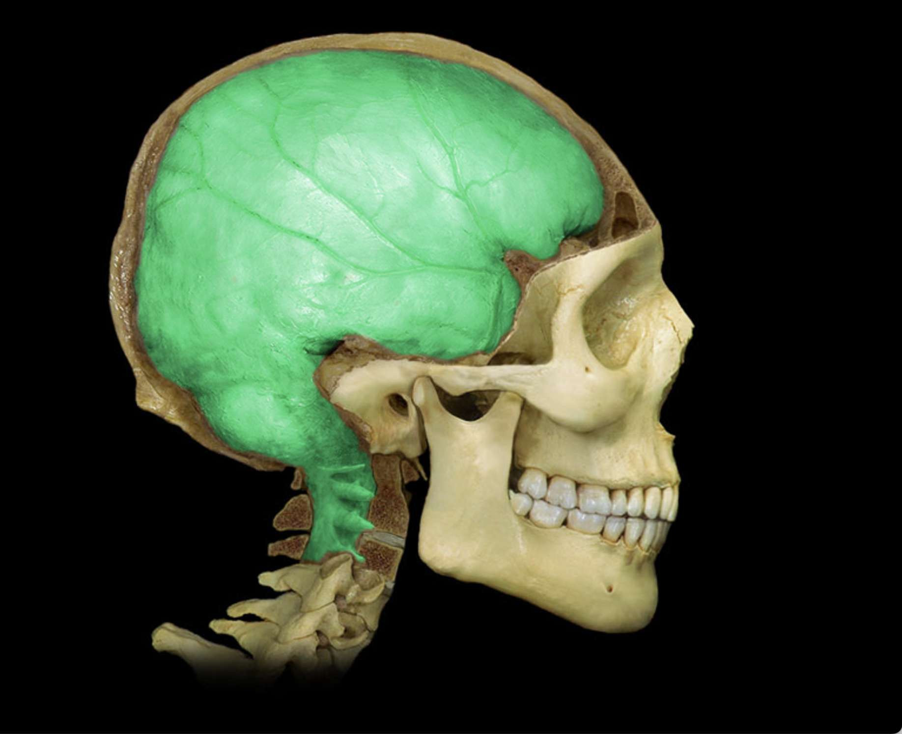 <p>The outermost layer of the meninges, providing a tough protective barrier for the brain and spinal cord. </p>