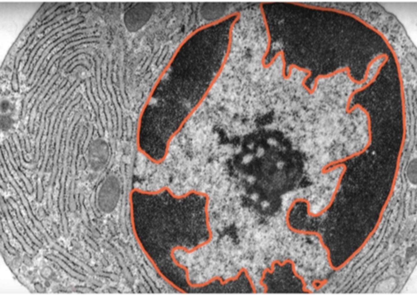 <p>Tightly packed, inactive form of DNA.</p>