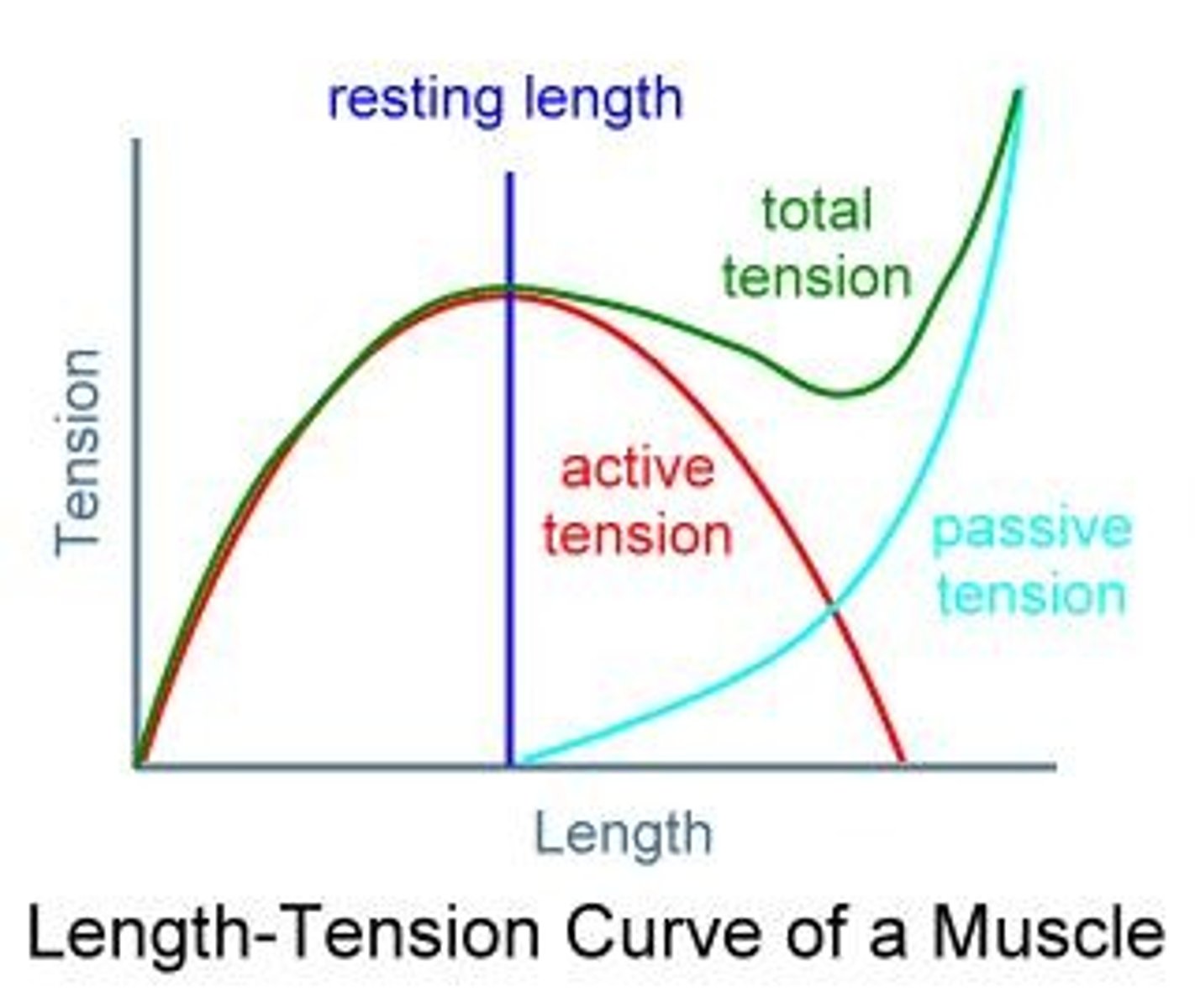 <p>The resting length of a muscle and the tension the muscle can produce at this resting length.</p>