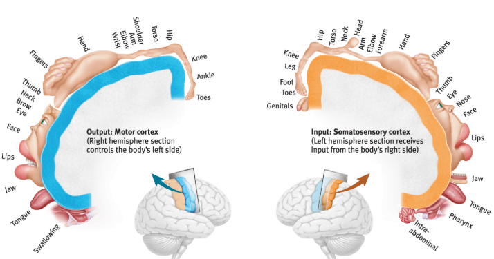 <p>somatosensory and motor hemisphere serves differing function; each hemisphere control the opposite of the body</p>