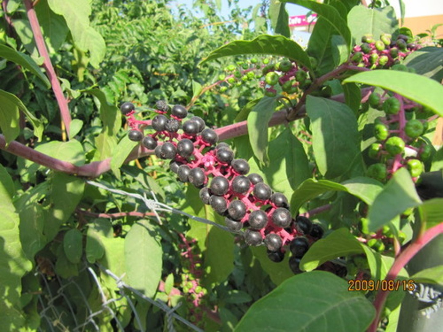 <p>looks like blueberries</p>