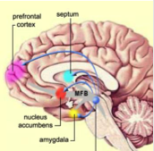 <p>memory, emotions, fear </p>