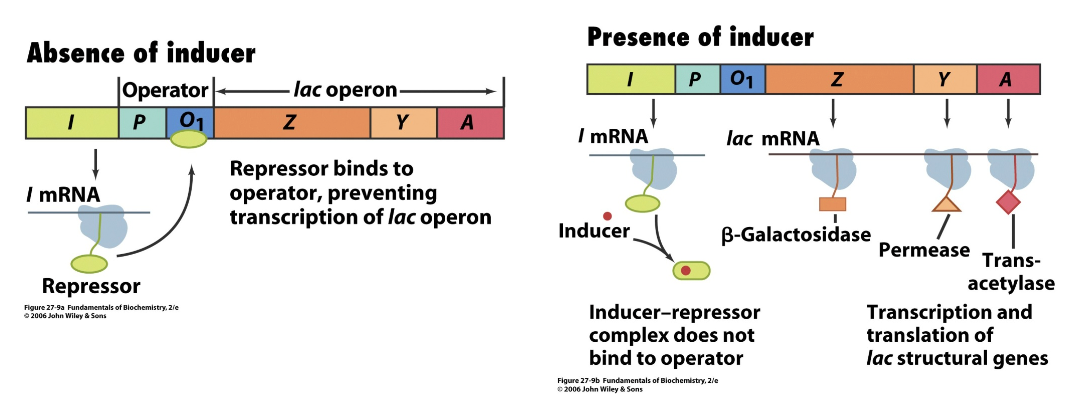 <p>an inducer inactivates the repressor, which leads to enzyme expression</p>