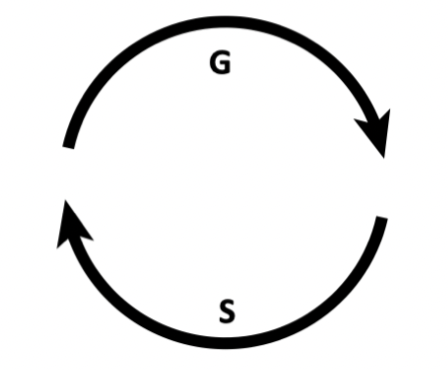 <p>cell cycles between the G1 phase and S phase repeatedly without mitosis</p>