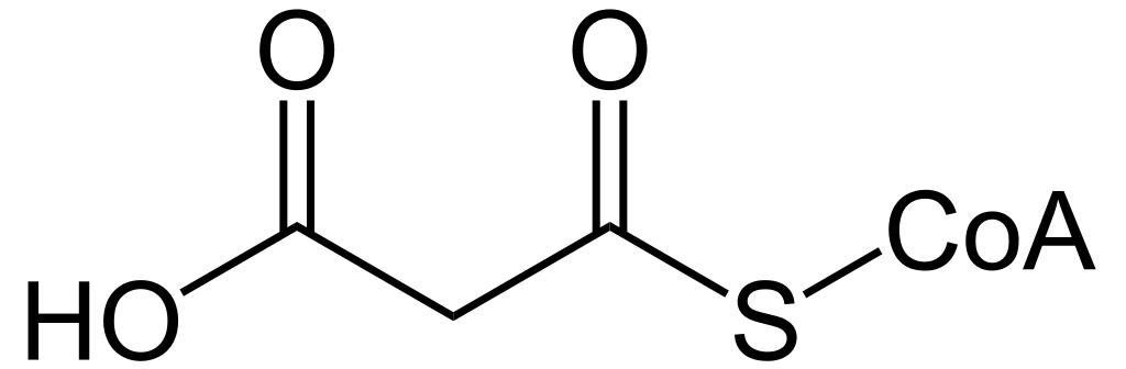 <p>Acetyl CoA</p>