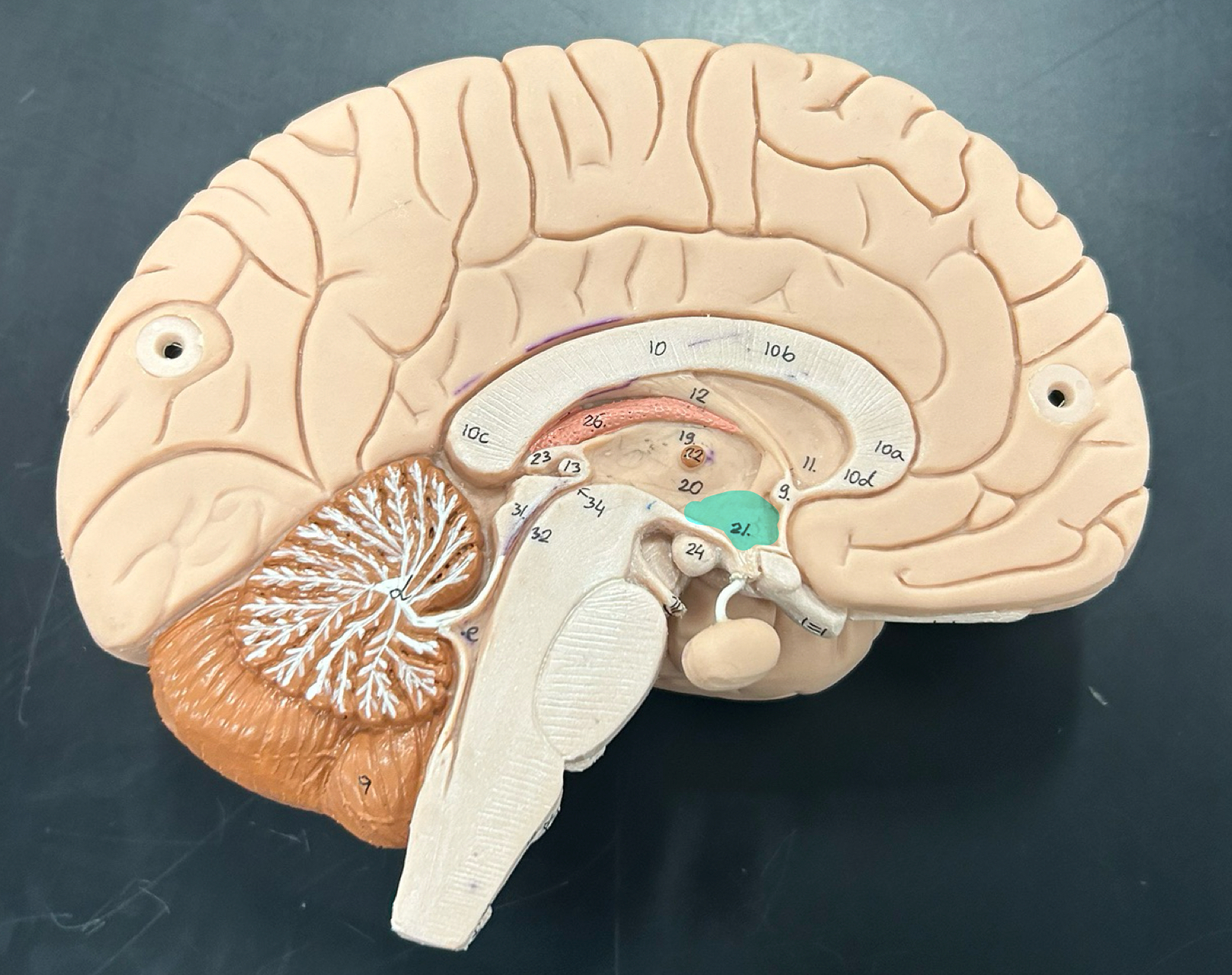 knowt flashcard image