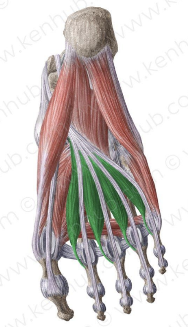 <p>MUSCLE:</p><p>ORIGIN:</p><p>INSERTION:</p><p>NERVE:</p><p>ACTION:</p>