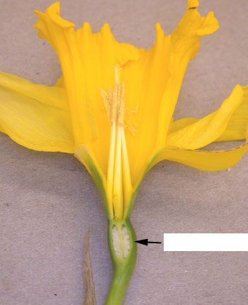 <p>Identify the ovary arrangement.</p>