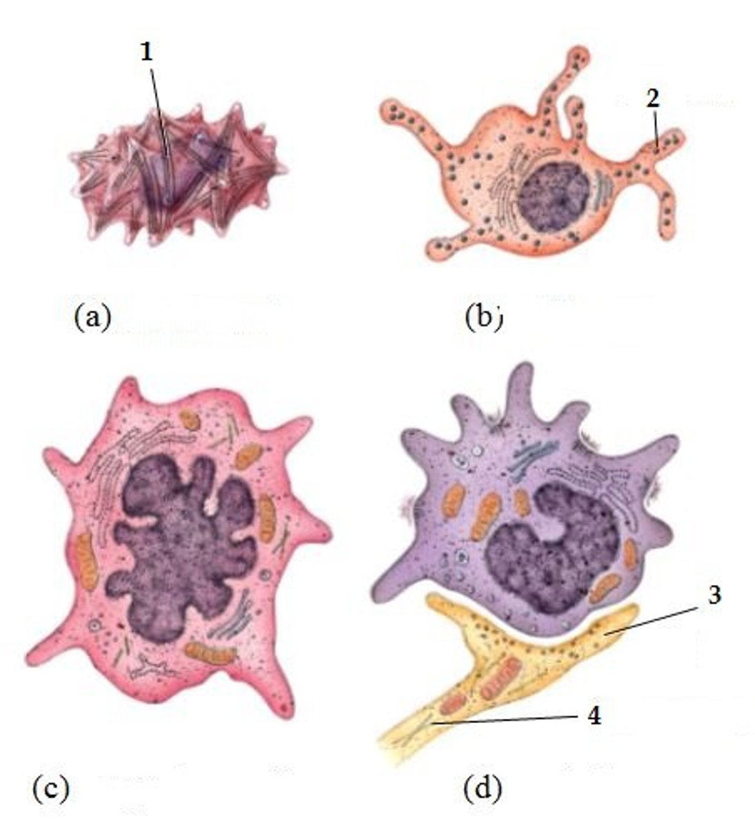 <p>A keratinocyte</p><p>B melanocyte</p><p>C Langerhans cell</p><p>D Merkel cells</p>