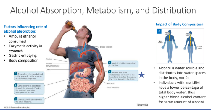 <p>blood alcohol content for same amount of alcohol</p>