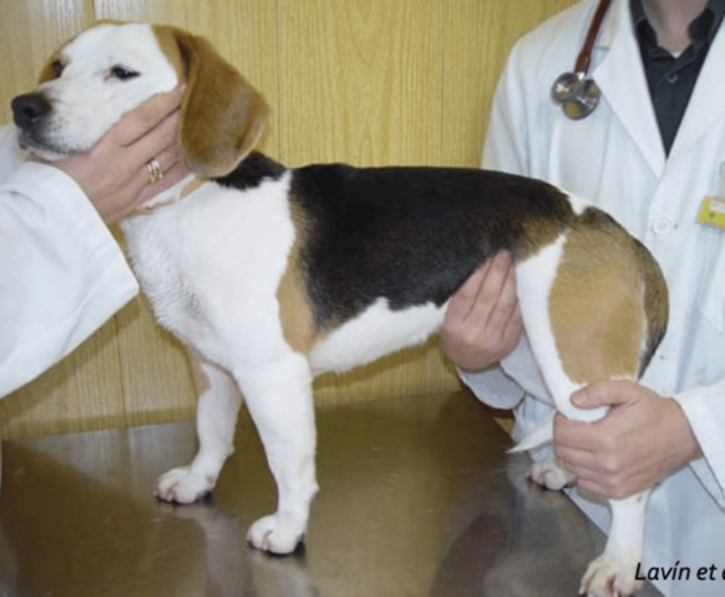 <p>what is being palpated?</p>