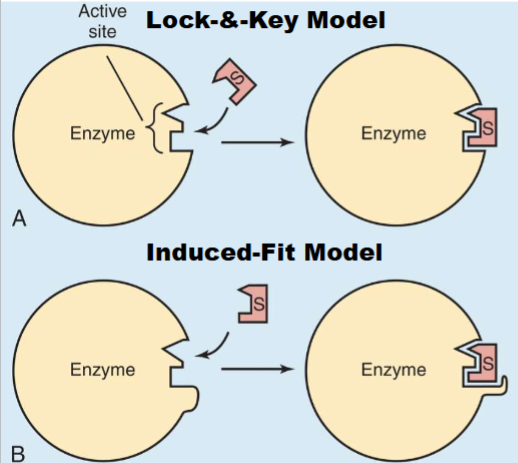 <p>1) Lock and Key: active site of enzyme perfect match for shape of substrate (rare)</p><p>2) Induced Fit Model: Active site is complementary to substrate (doesnt have to be perfect) bc when substrate binds causes shape of enzyme to change</p>