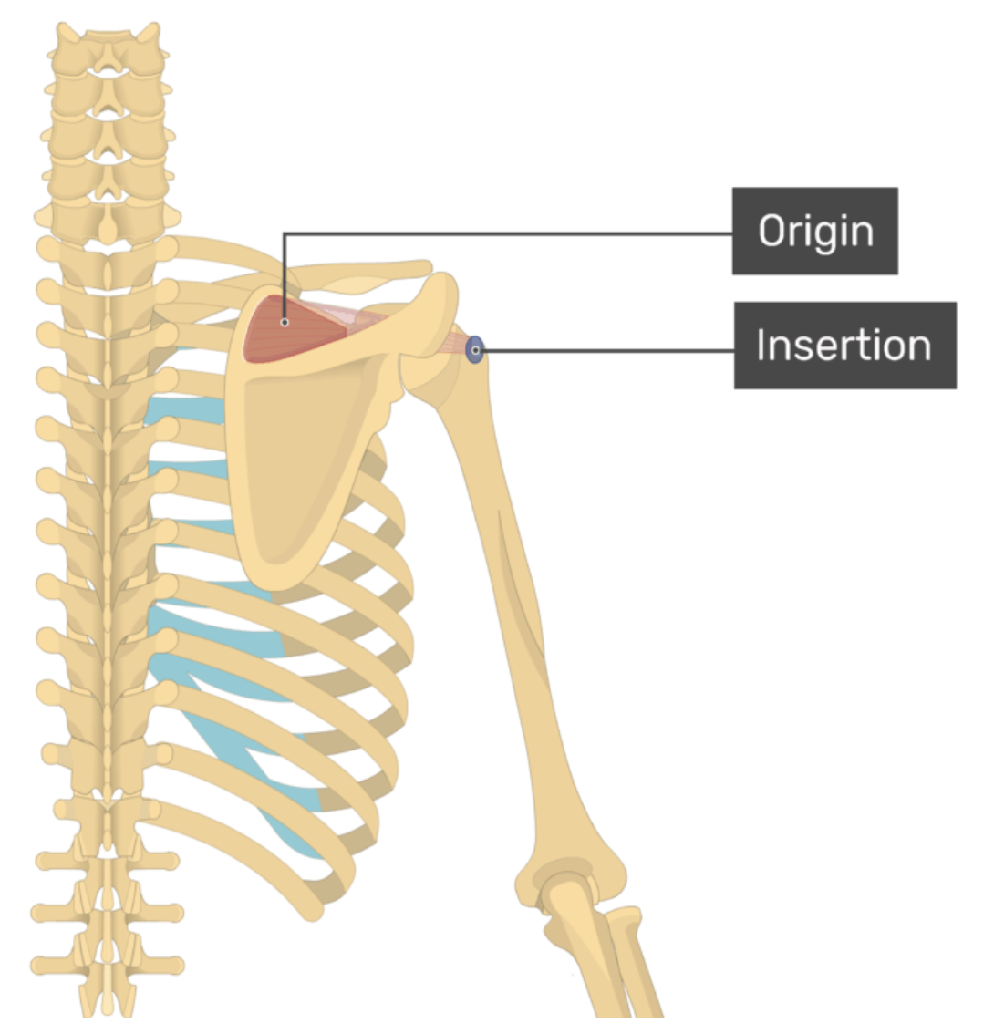 <p>supraspinatus</p>