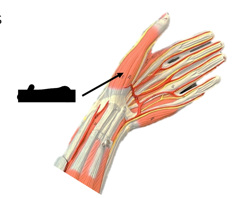<p>Function: adduct, flex, aBduct, extend and oppose the thumb </p>