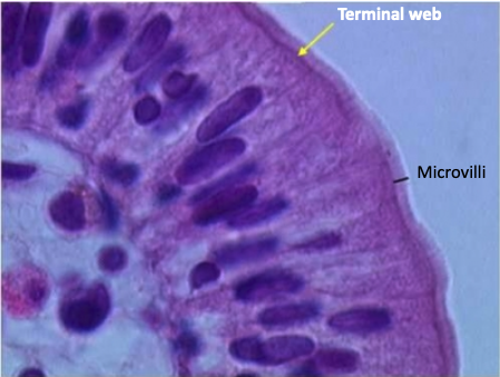 <ul><li><p>The <strong>terminal web</strong> is a dense region beneath the microvilli at the <strong>apical boundary</strong> of the cell</p></li><li><p>It can appear as a <strong>darker-staining band</strong> under the microscope</p></li></ul><p></p>