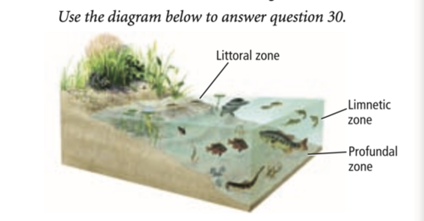 <p>low levels of oxygen (anoxic), no producers, dominated by decomposers and predators</p>