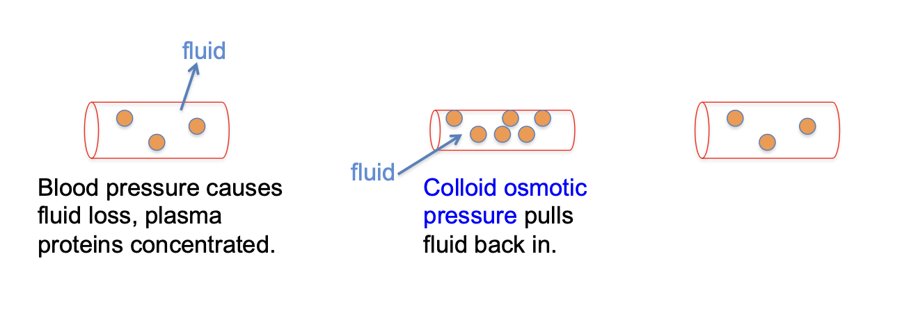 <p>non-diffusible molecules that draw some fluid back</p>