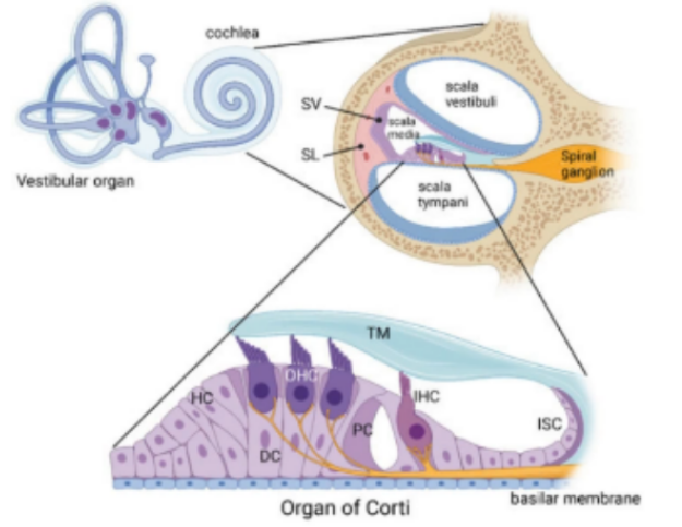 <ul><li><p style="text-align: justify;"><span>being able to <u>code them</u> in terms of their frequency, intensity, and duration at the level of the organ of corti to the heschl’s gyrus</span></p></li><li><p style="text-align: justify;"><strong>ANA: </strong>When sounds reaches the brain, it will involve the <strong>Organ of Corti </strong>to <strong>Helsh’s Gyrus (Primary Auditory Cortex)</strong></p></li><li><p style="text-align: justify;">Where <strong>coding of frequency, intensity, and duration of auditory stimuli happens.&nbsp;</strong></p><ul><li><p style="text-align: justify;">The fluid in the middle ear vibrates, according to the signal from the sound source.&nbsp;</p></li><li><p style="text-align: justify;">When they vibrate, what happens is that the sound pressure is transmitted to the fluids of the middle ear by the stapes, the pressure wave deforms the basilar membrane in an area specific to the frequency of the vibration.&nbsp;</p></li><li><p style="text-align: justify;">Higher frequencies cause movement and the base of the cochlea and deeper frequency works at the apex.&nbsp;</p><ul><li><p style="text-align: justify;">This characteristic is known as “<strong>cochlear tonotopy</strong>.”</p></li></ul></li><li><p style="text-align: justify;"><strong>High </strong>frequencies are identified at the <strong>base</strong> of the cochlea, while <strong>low</strong> frequencies are identified at the <strong>apex.&nbsp;</strong></p></li><li><p style="text-align: justify;"><strong>Helps in determining the frequency, intensity, and duration of the auditory stimuli.</strong></p></li></ul></li></ul><p></p>