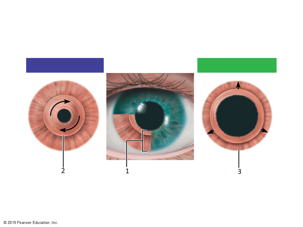 <p>Sympathetic vs Parasympathetic pupillary movement?</p>