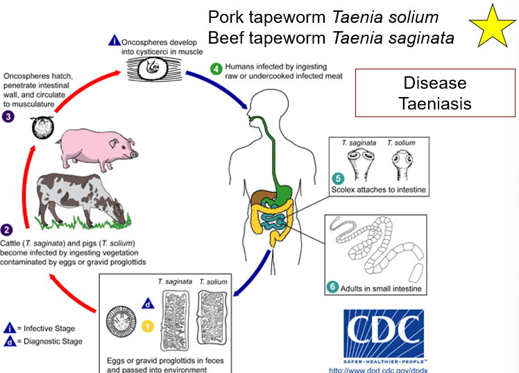 <p>Pork tapeworm Beef tapeworm</p>