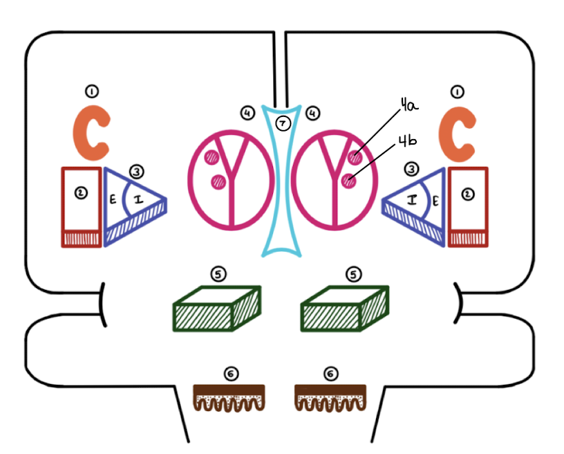<p>What is 3I and 3E?</p>