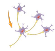<ul><li><p>Numerous presynaptic neurons form synapses with a single postsynaptic neuron. </p></li><li><p>Multiple presynaptic neurons affect the activity of one postsynaptic neuron.</p></li></ul><p></p>
