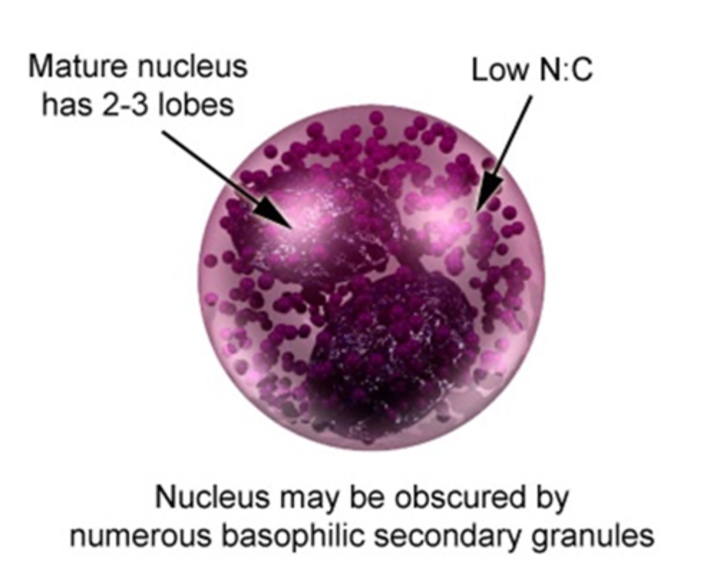 <p>similar to neutrophil maturation, with a gradual indentation and segmentation of the nucleus from the basophilic myelocyte to the segmented form</p>